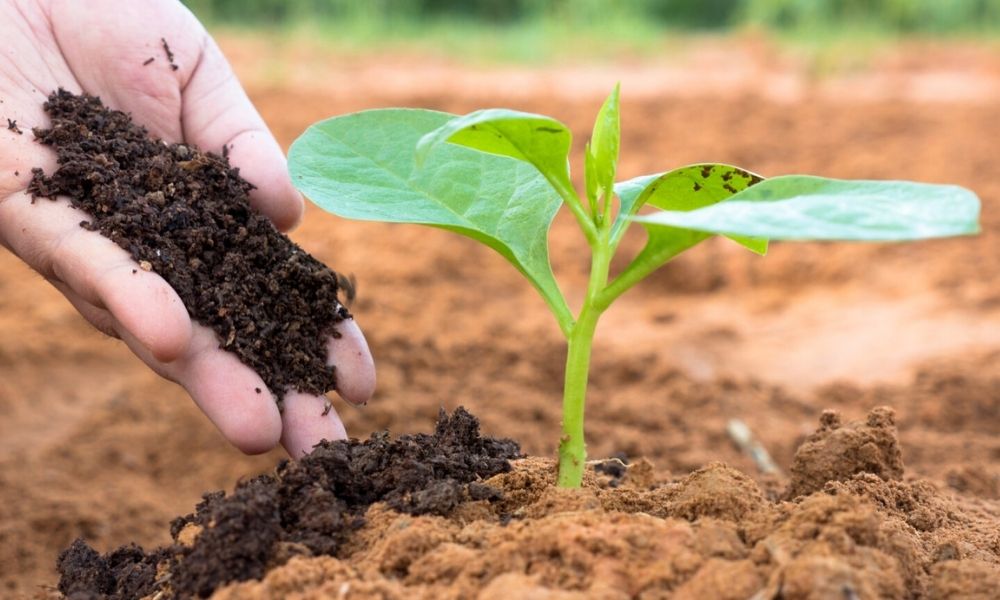 PHÂN BÓN HỮU CƠ CHO RAU ĂN LÁ – GIẢI PHÁP AN TOÀN, NĂNG SUẤT VÀ BỀN VỮNG